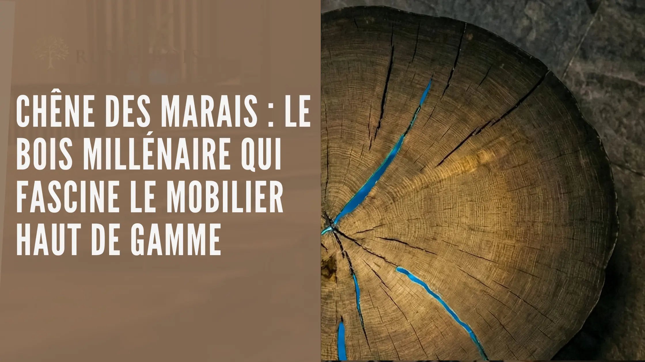 Chêne des marais : le bois millénaire qui fascine le mobilier haut de gamme